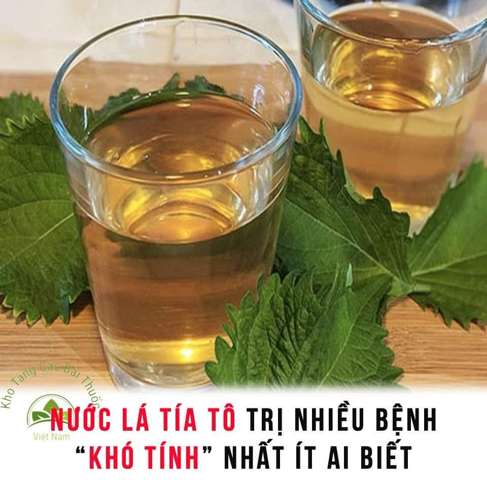 NƯỚC LÁ TÍA TÔ 