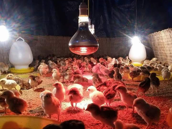 Tia hồng ngoại được ứng dụng trong chăn nuôi