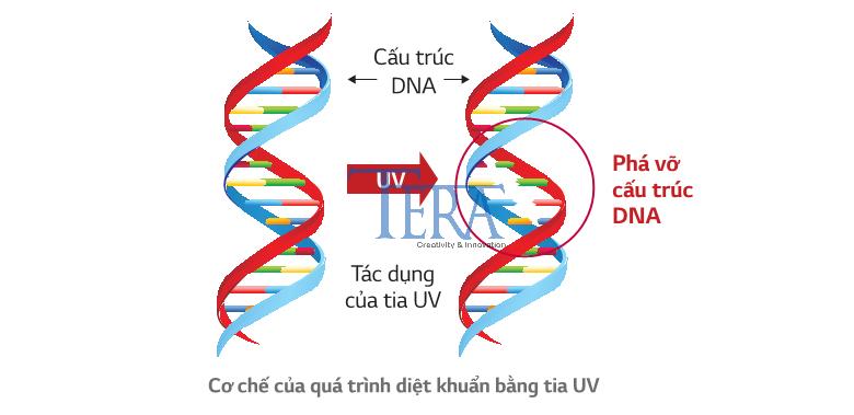 Cơ chế khoa học: Tia uv diệt khuẩn như thế nào?