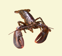 Sản phẩm thủy sản