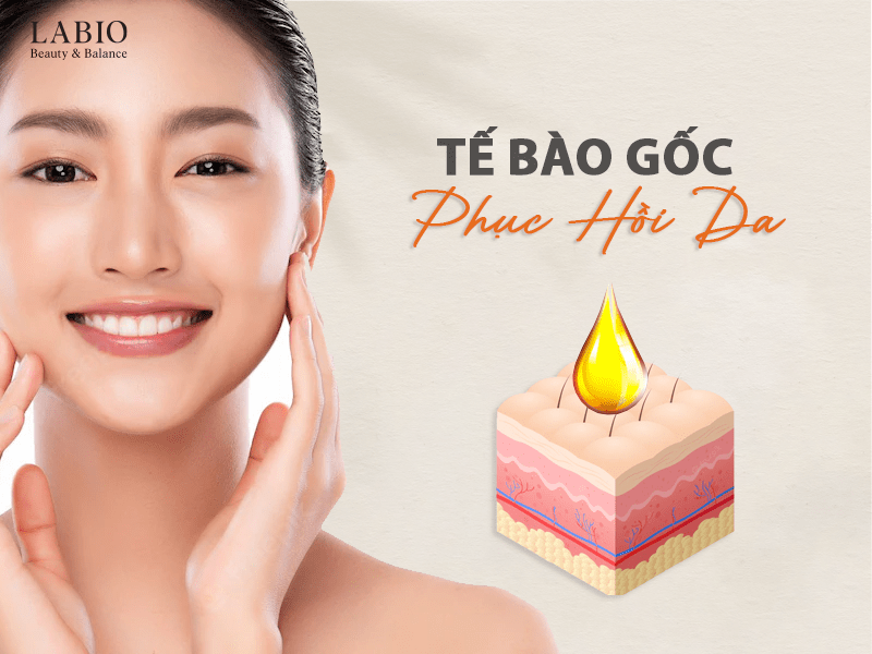 Tế bào gốc phục hồi da - Sự bùng nổ trong ngành làm đẹp