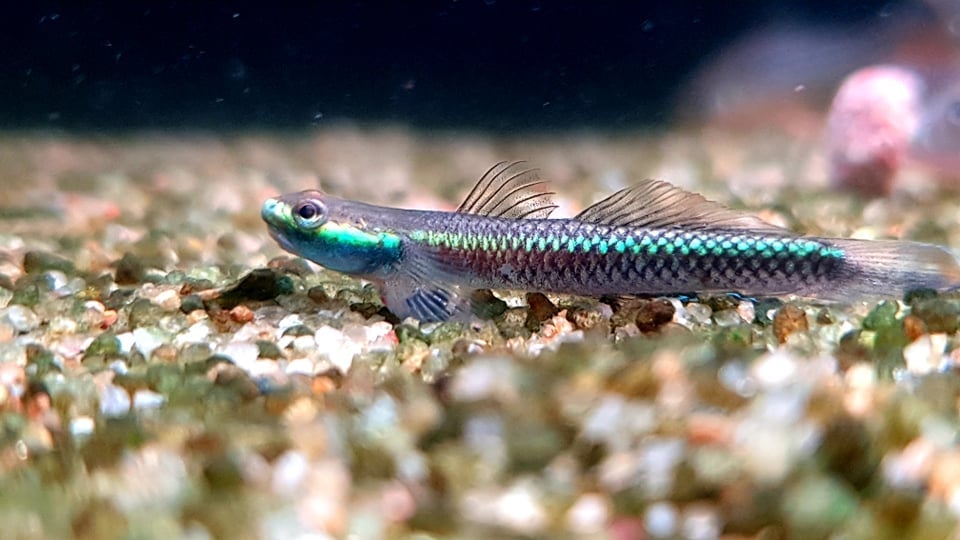 Cá Bống Blue Neon