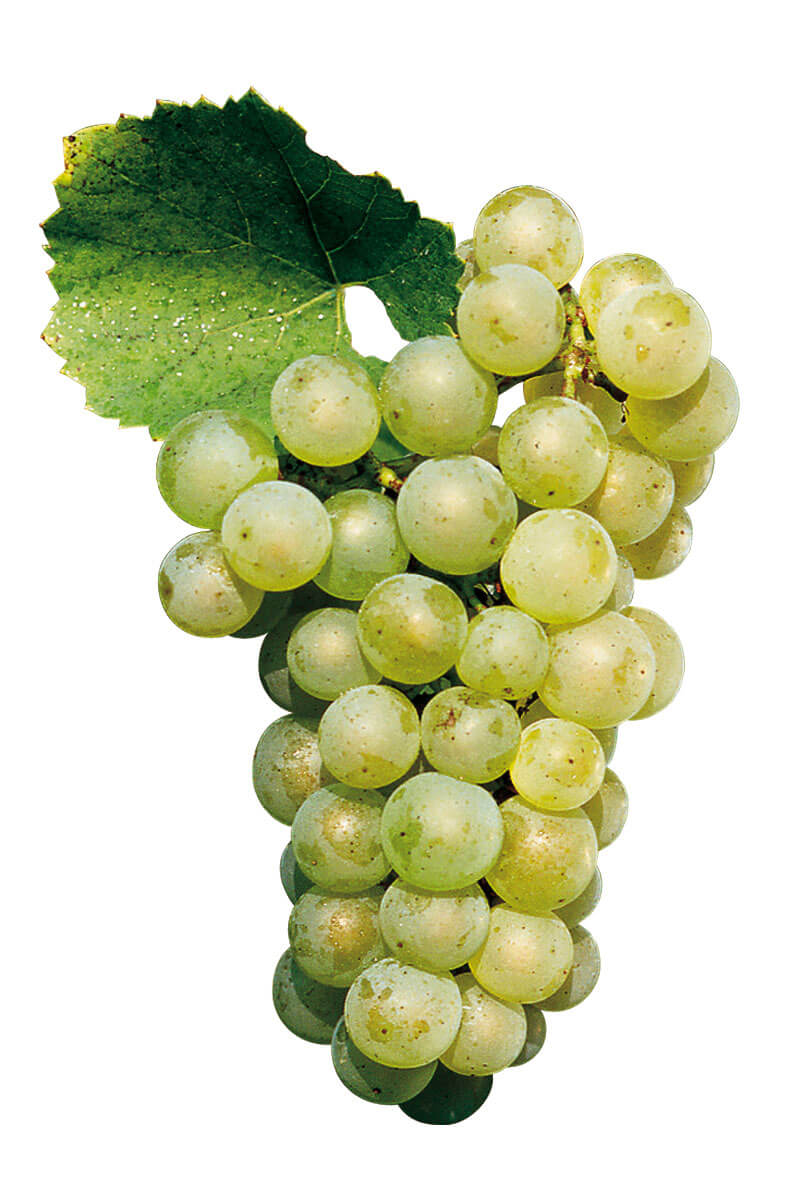 Chardonnay Giống Nho Xanh Quý Tộc