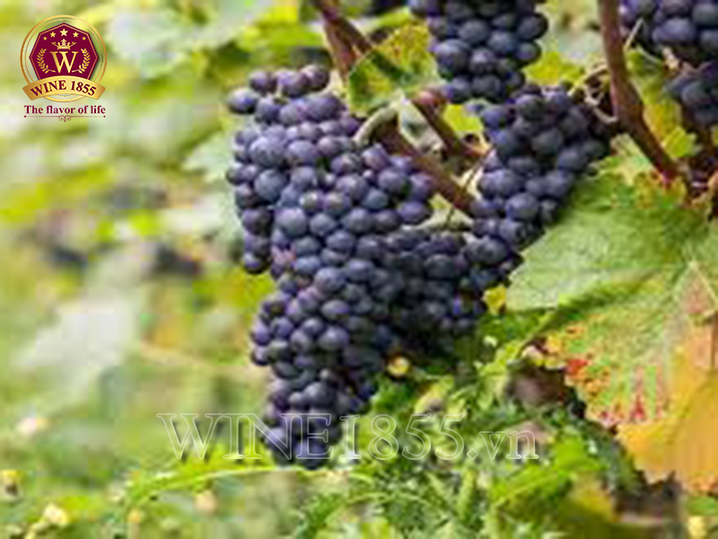 Bouchard Père & Fils Gevrey-Chambertin Les Cazetiers Premier Cru 
