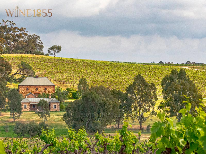 Khung cảnh cánh đồng nho và nhà máy sản xuất rượu Torbreck tại Barossa Valley