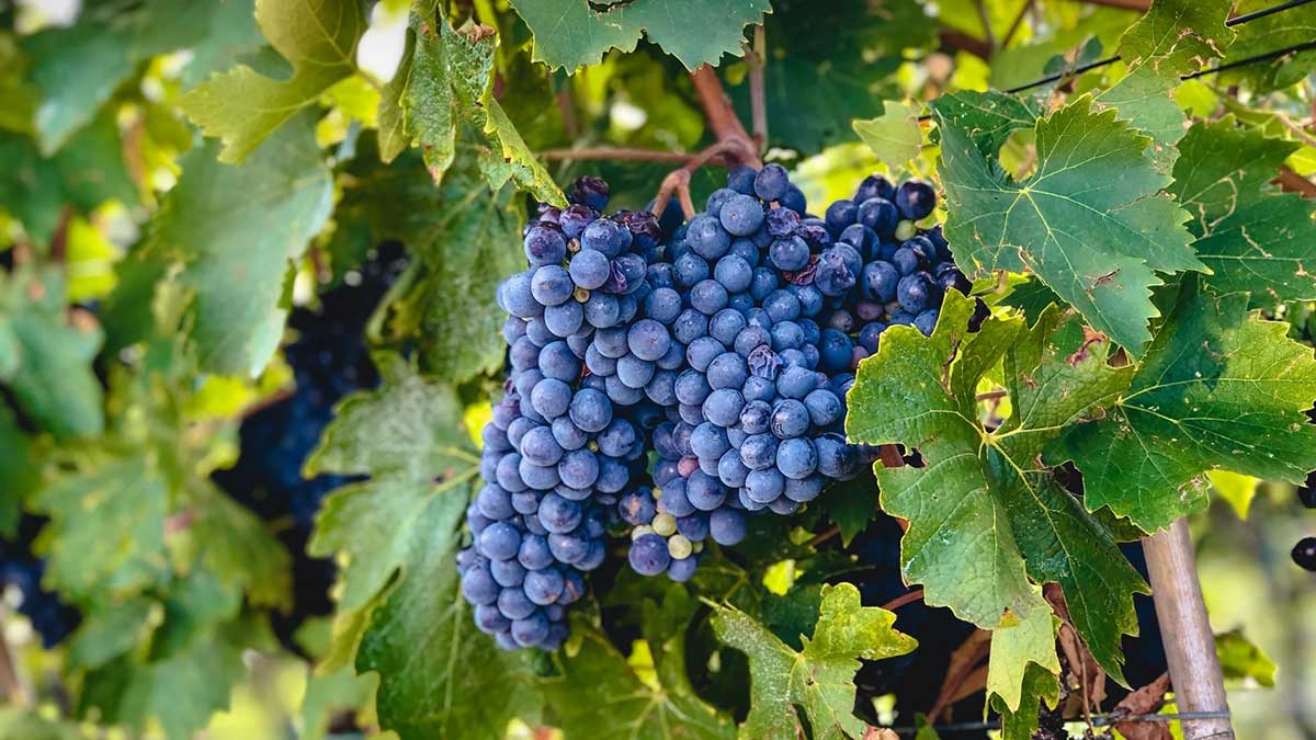 Giống nho Sangiovese