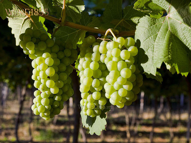 Giống nho Chenin Blanc nguyên liệu rượu vang El Enemigo Chenin
