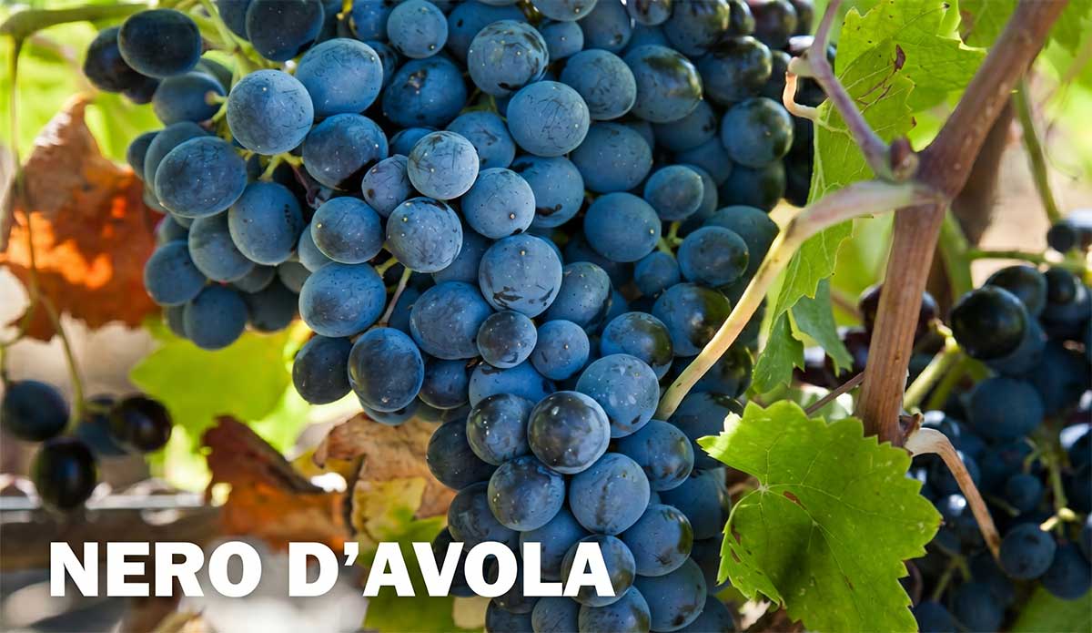 Giống nho Nero d'Avola