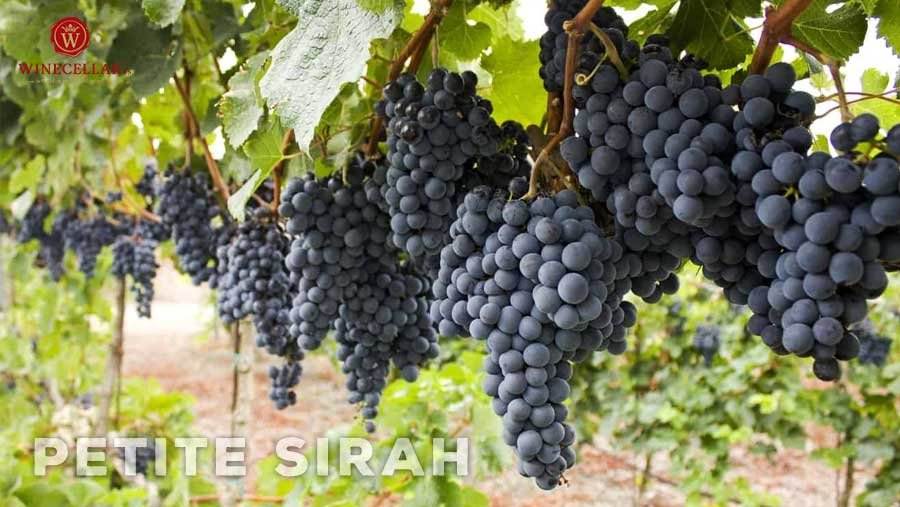 Giống nho Petite Sirah