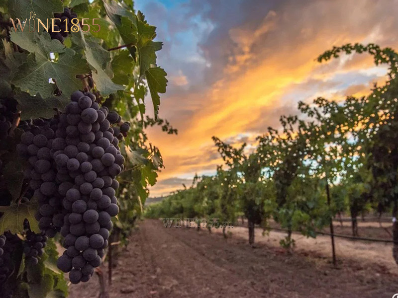 Giống nho Shiraz làm rượu vang đỏ Grant Burge