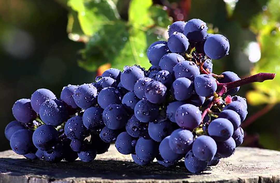 Top 20 giống nho phổ biến trong sản xuất rượu vang Pháp - Sống khỏe 365