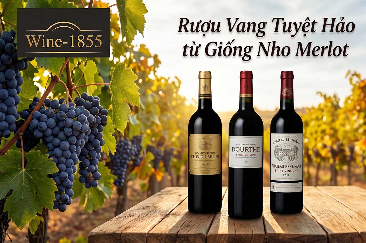 Rượu Vang Từ Giống Nho Merlot