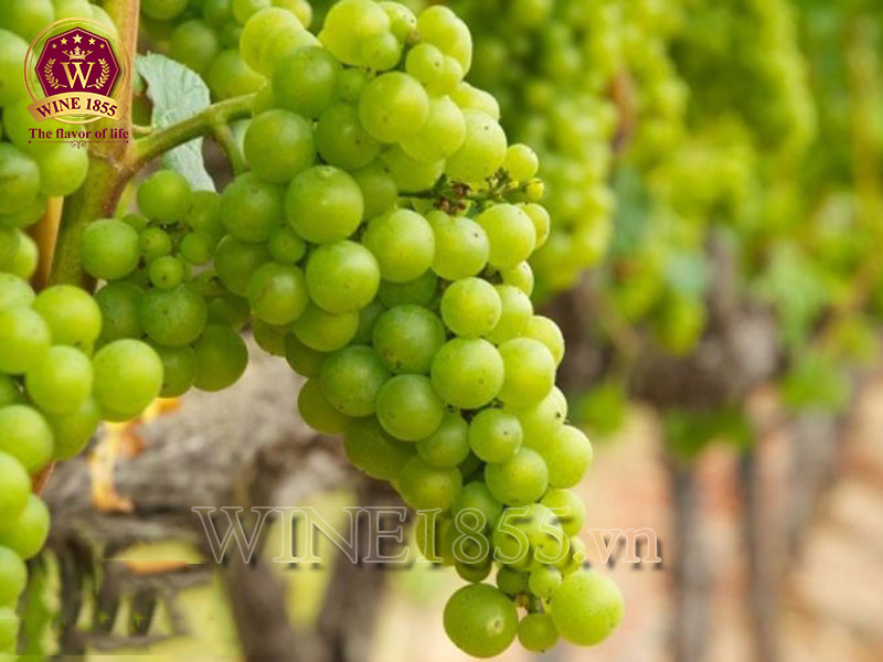 Sémillon – Hương vị của sự tinh tế Pháp