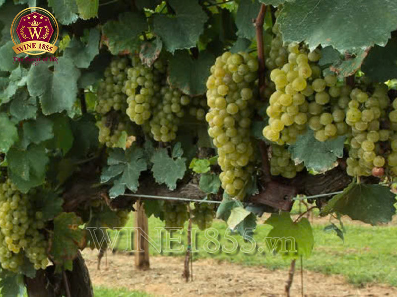 Chardonnay - Nơi hương thơm hòa quyện cùng cảm xúc."