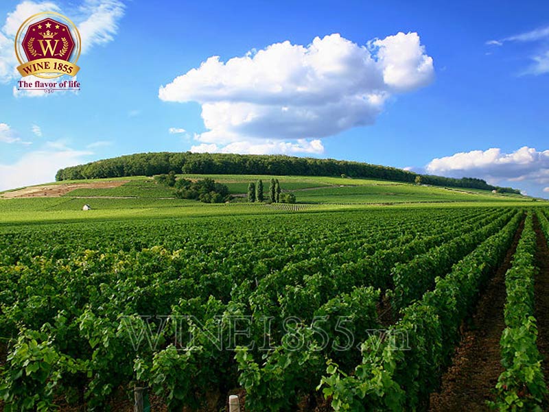 Burgundy – Tinh hoa ẩm thực và truyền thống hội tụ.