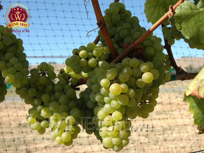 Chardonnay - Nơi đam mê gặp gỡ sự tinh tế.