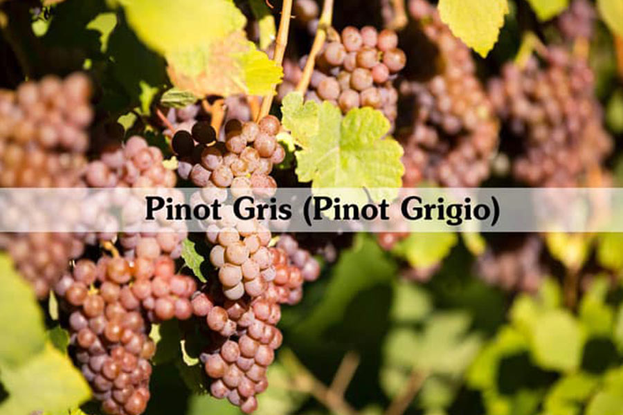 Rượu Vang Ý Freixenet Pinot Grigio