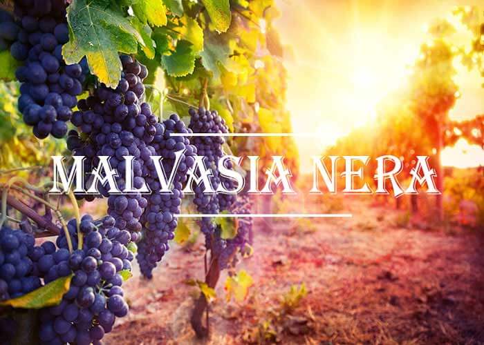 Rượu Vang Ý M Malvasia Nera – San Marzano