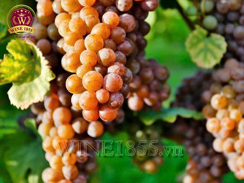 Pinot Grigio Rubicone - Thanh lịch