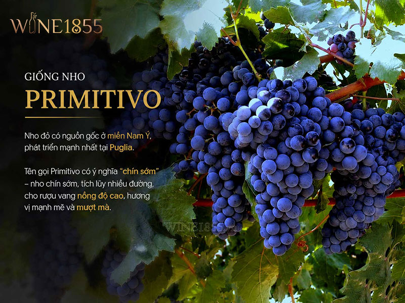 Tìm Hiểu Về Giống Nho Primitivo Làm Rượu Vang Talò Primitivo Limited Edition