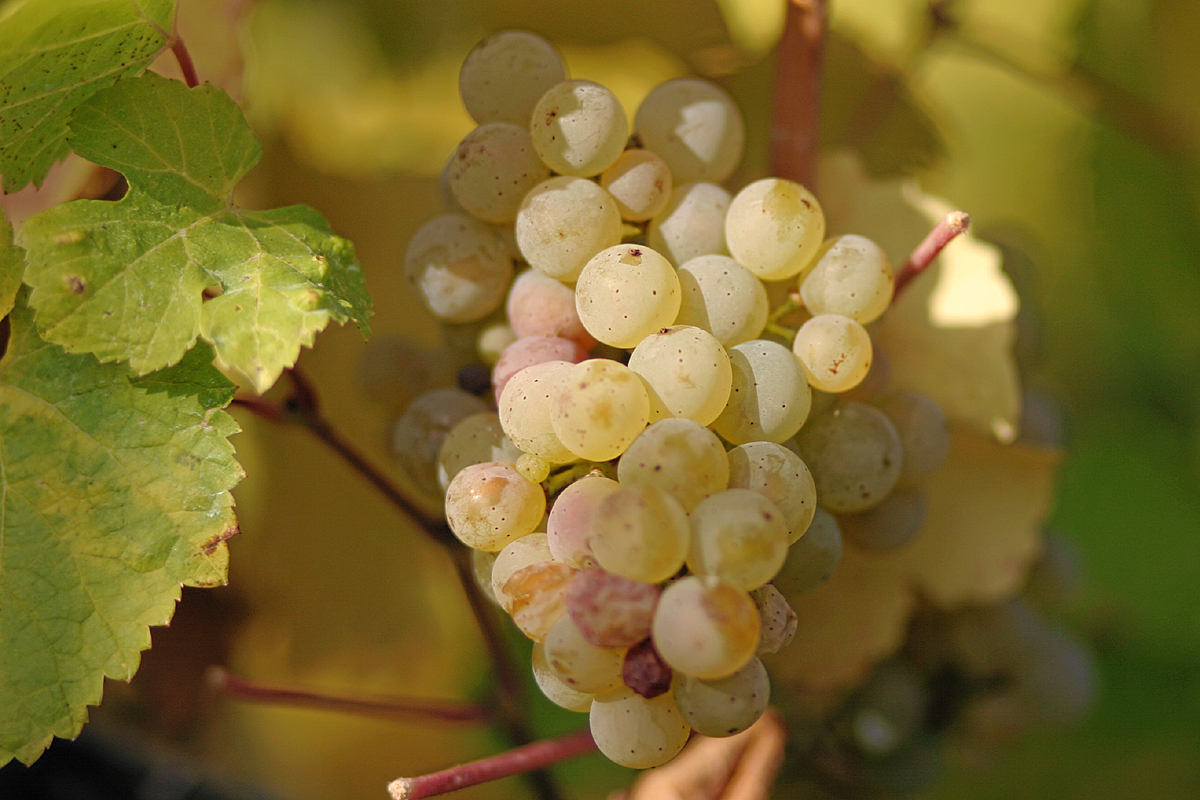 Vine Riesling