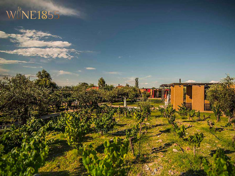 Toàn cảnh vườn nho Agrelo Single Vineyard thuộc nhà làm rượu El Enemigo tại Mendoza, Argentina