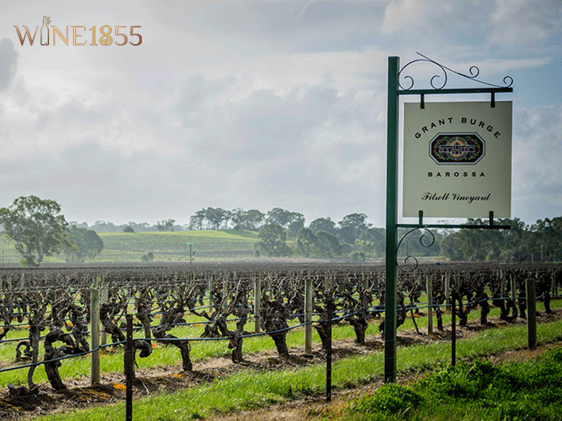 Vườn nho Barossa Valley sản xuất rượu Grant Burge