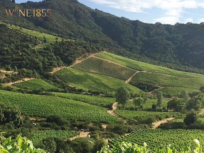 Ảnh cánh đồng trồng nho Merlot của nhà sản xuất Lapostolle tại thung lũng Apalta