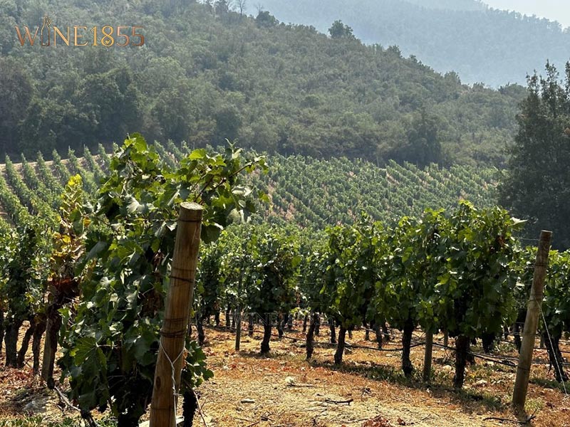 Cánh đồng trồng nho Shiraz làm nên dòng rượu Clos du Lican tại thung lũng Apalta