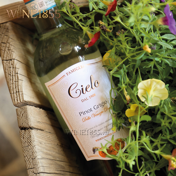 Rượu Vang Ý Cielo Pinot Grigio Rosé