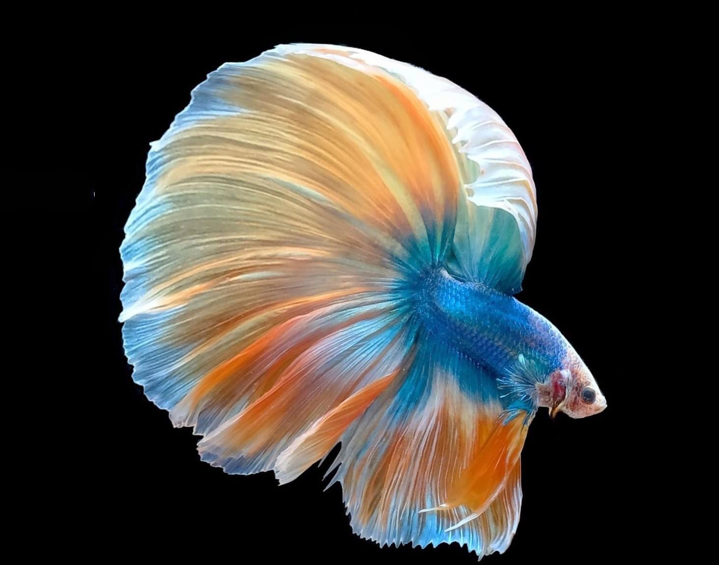 Cá Betta