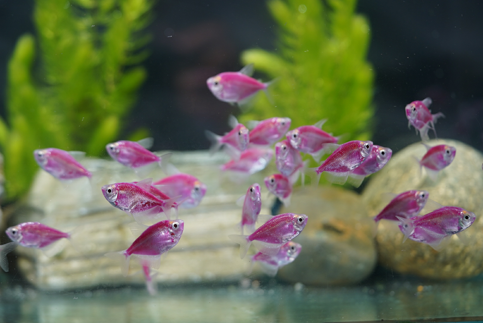 Cá cảnh - Hướng dẫn toàn diện về việc chăm sóc thú cưng dưới nước của bạn