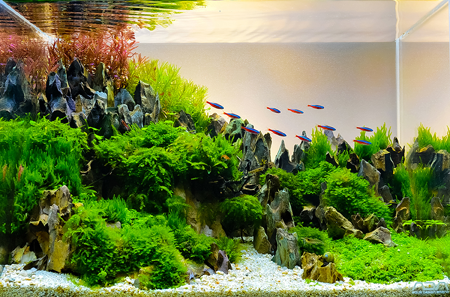 Aquascaping (Nghệ thuật thiết kế bể thủy sinh) là gì?