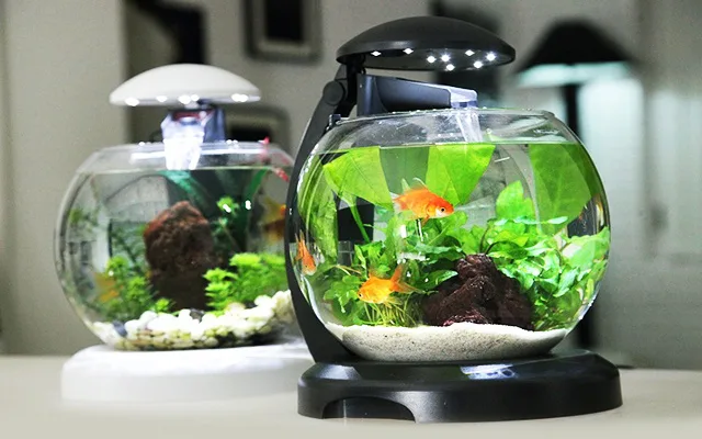 Bể cá nhỏ để bàn làm việc: Tạo không gian thư giãn và thú vị
