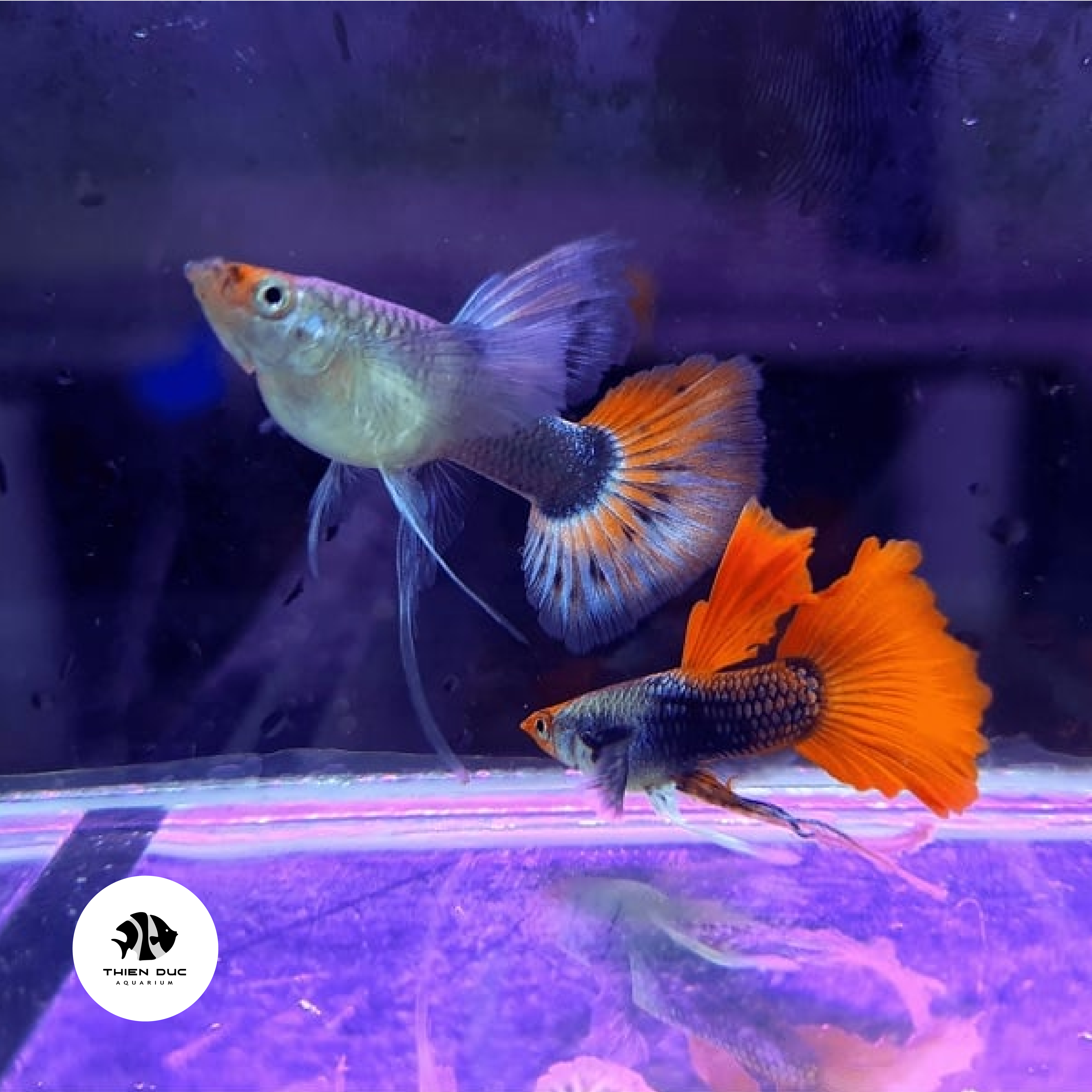 Bí quyết chọn mua cá cảnh chất lượng - Hướng dẫn chi tiết để tạo nên hồ cá nước ngọt hoàn hảo