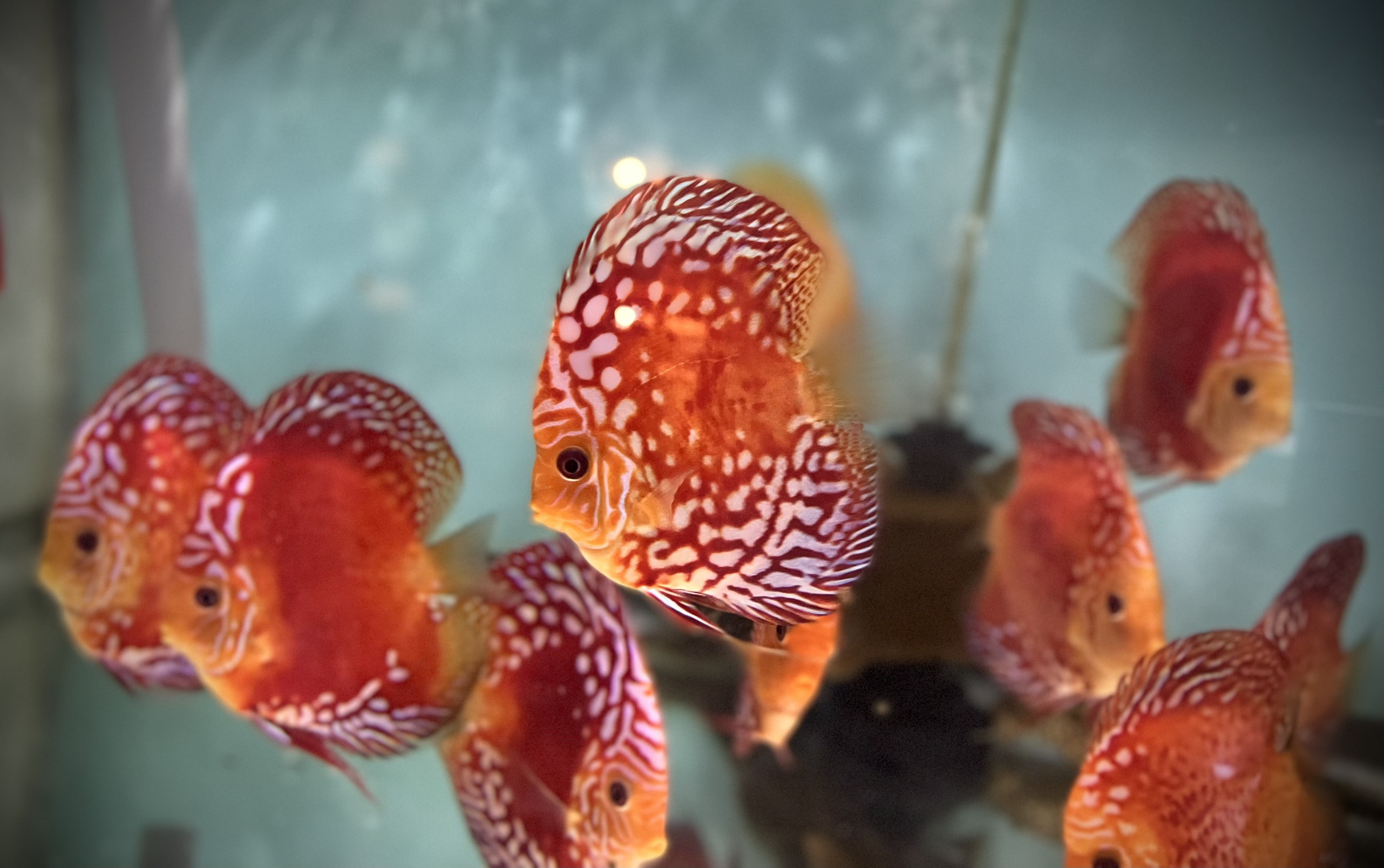 Bí quyết giữ vệ sinh bể cá cảnh nhà bạn