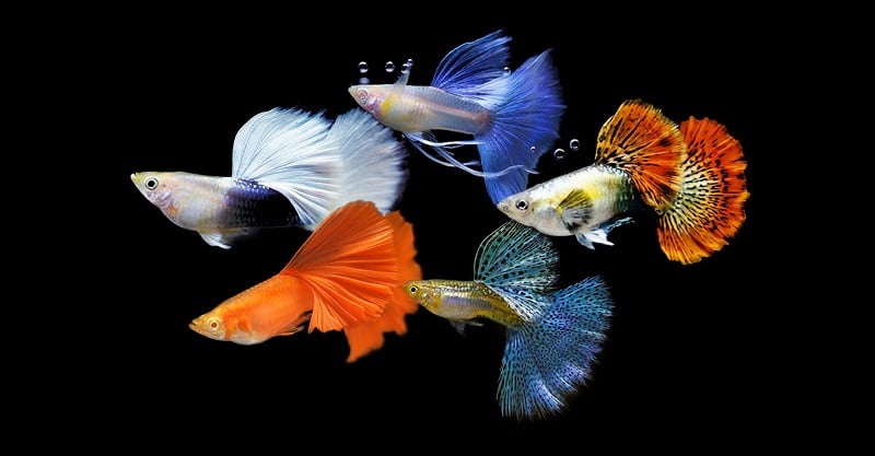 Bí quyết nuôi cá bảy màu - Lưu ý quan trọng để đảm bảo sức khỏe cho cá