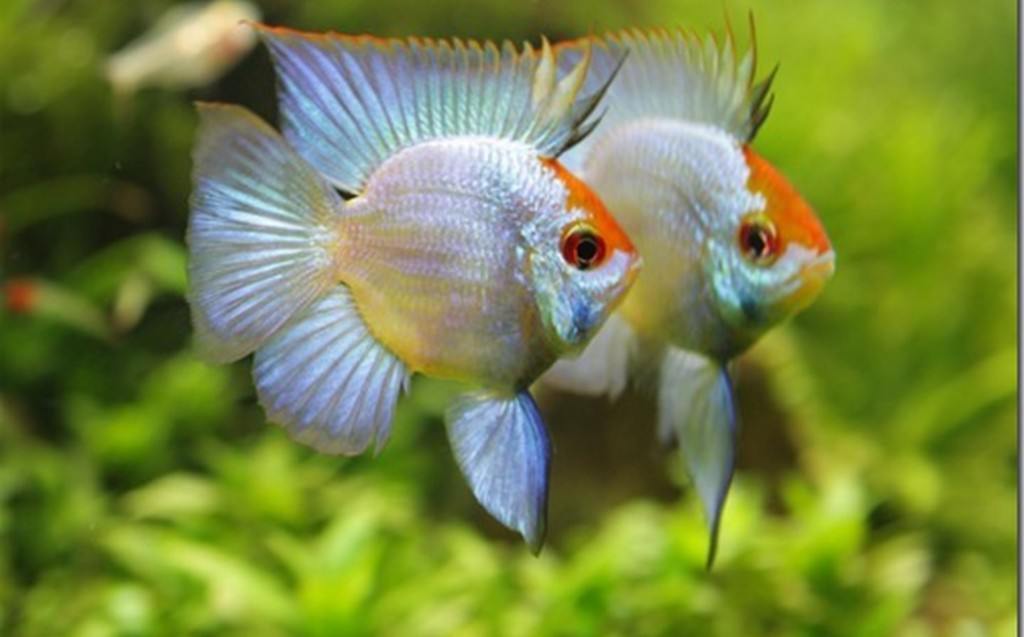 Cá Phượng Hoàng – Đặc Điểm và Những Lưu Ý Cho Người Mới Bắt Đầu