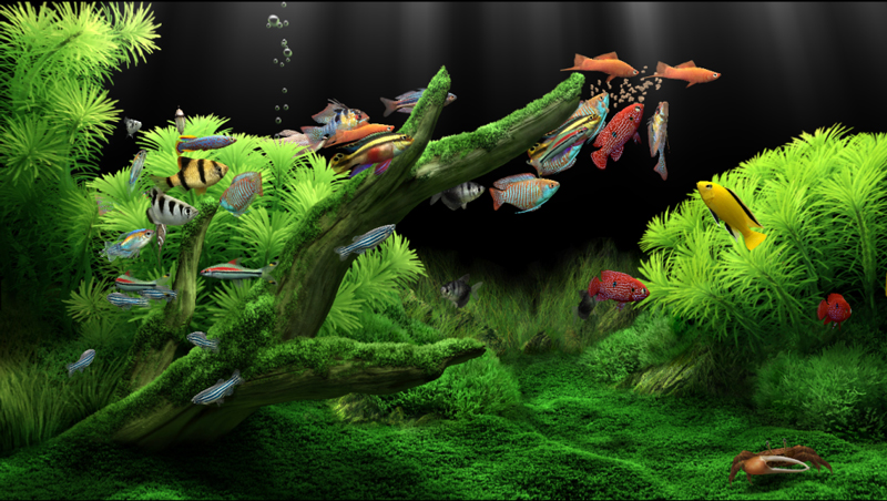 Các Dòng Cá Cảnh Dễ Nuôi - Lựa Chọn Phù Hợp Cho Người Mới Bắt Đầu