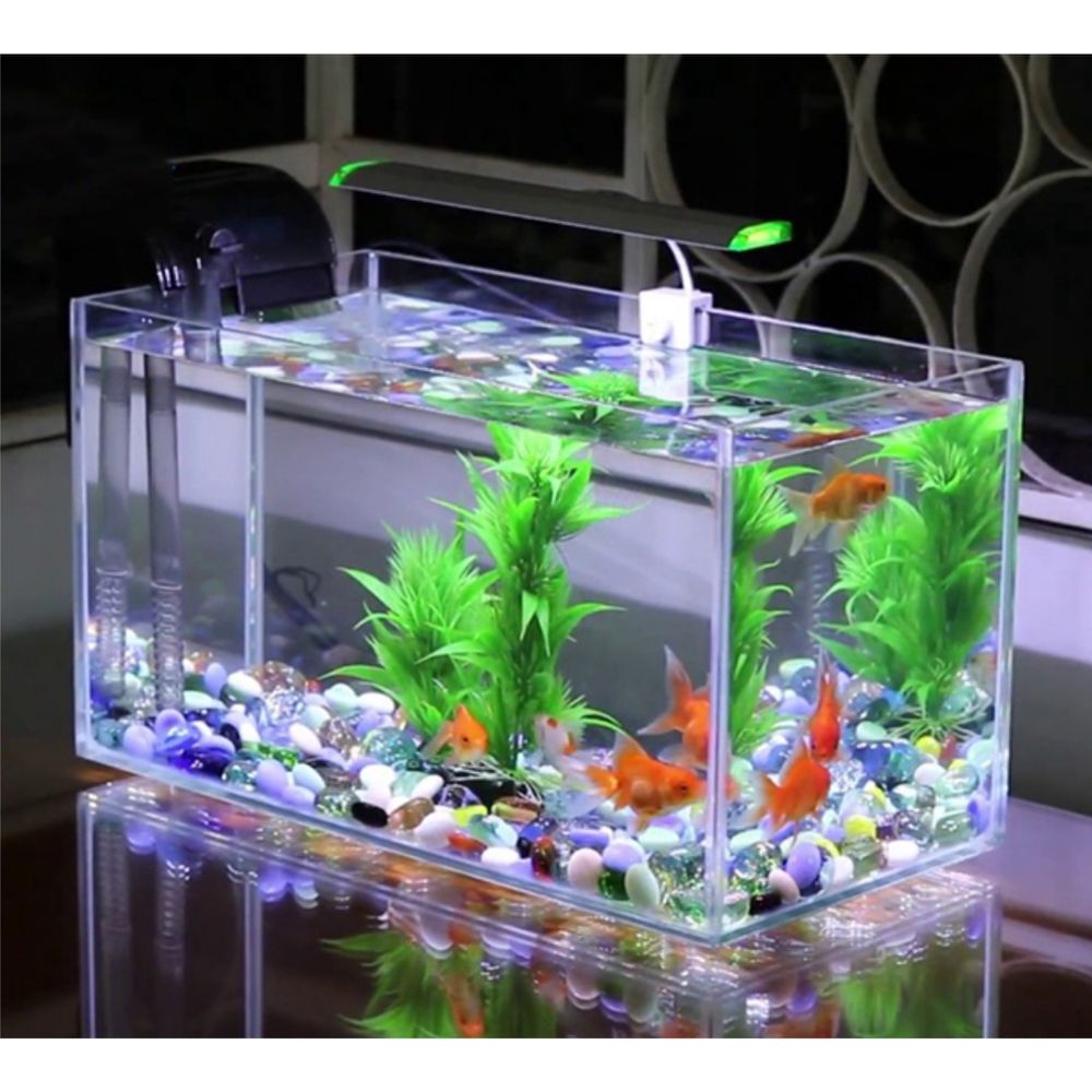 Chia sẻ bí quyết tạo bể cá cảnh tại nhà cho người mới