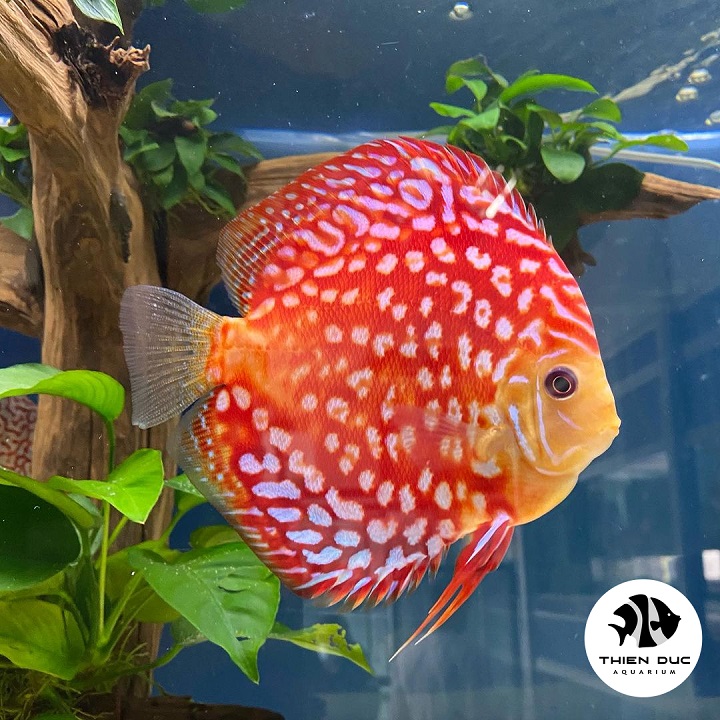 Giá cá dĩa rẻ nhất, mua tại trại, không trung gian