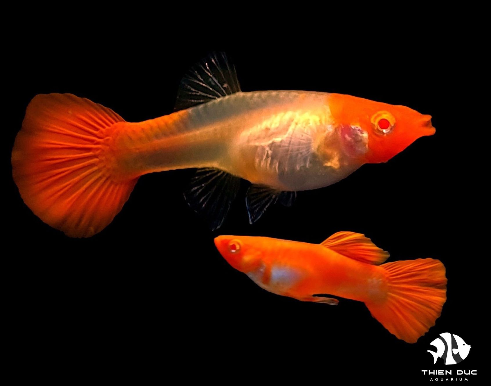 Cá bảy màu giá rẻ: Lựa chọn hấp dẫn cho bể cá cảnh