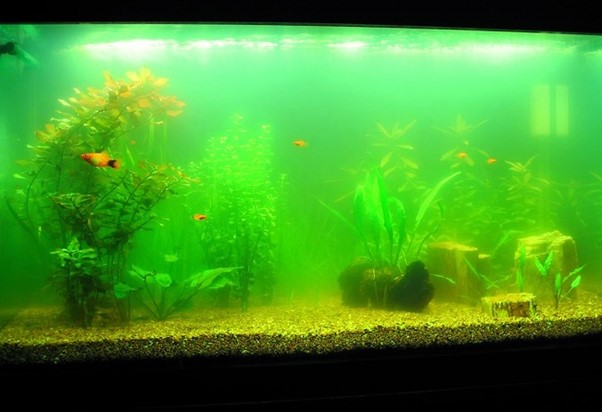 Các nguyên nhân gây đục hồ thủy sinh, cá cảnh