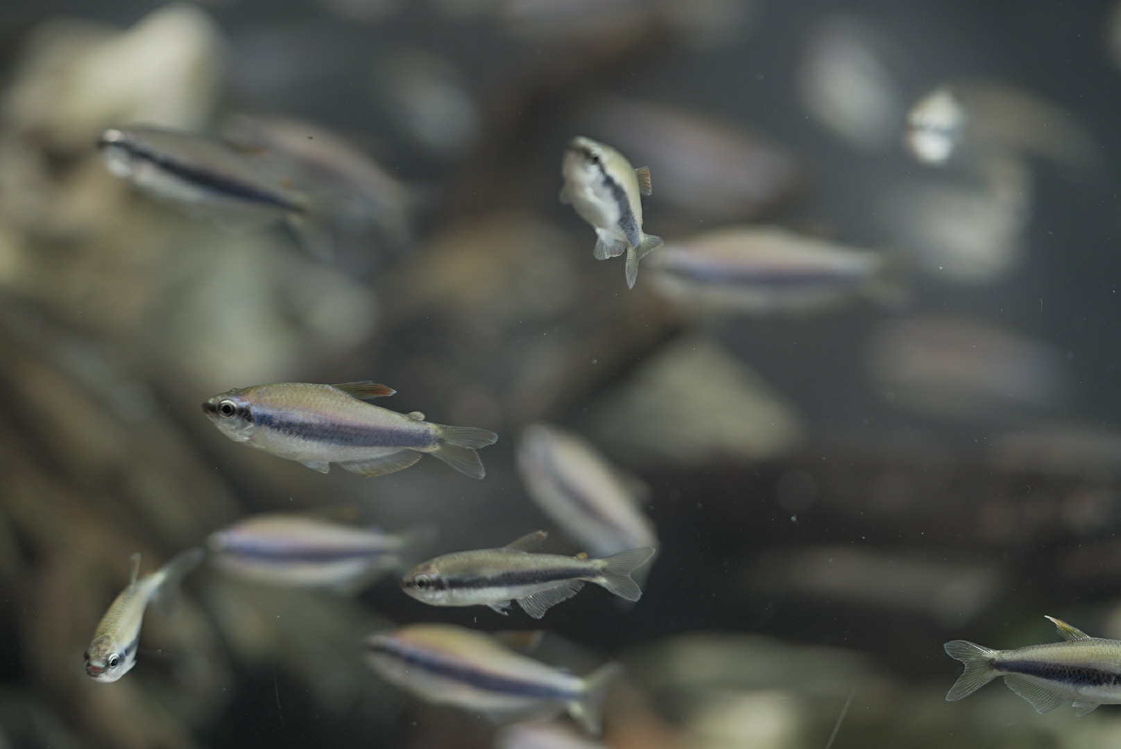 Hướng Dẫn Chuẩn Bị Cho Người Mới Bắt Đầu Nuôi Cá Cảnh