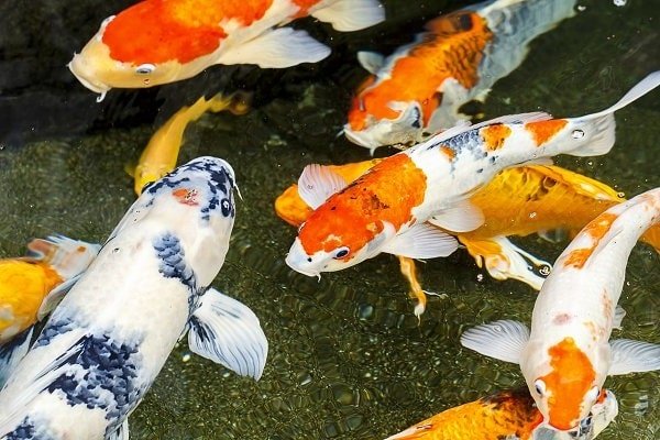 Khám phá các loại cá Koi hiện nay