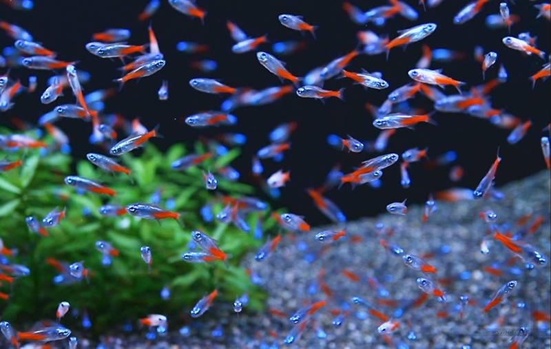 Khám Phá Sự Huyền Bí của Cá Neon Trong Bể Cá Cảnh