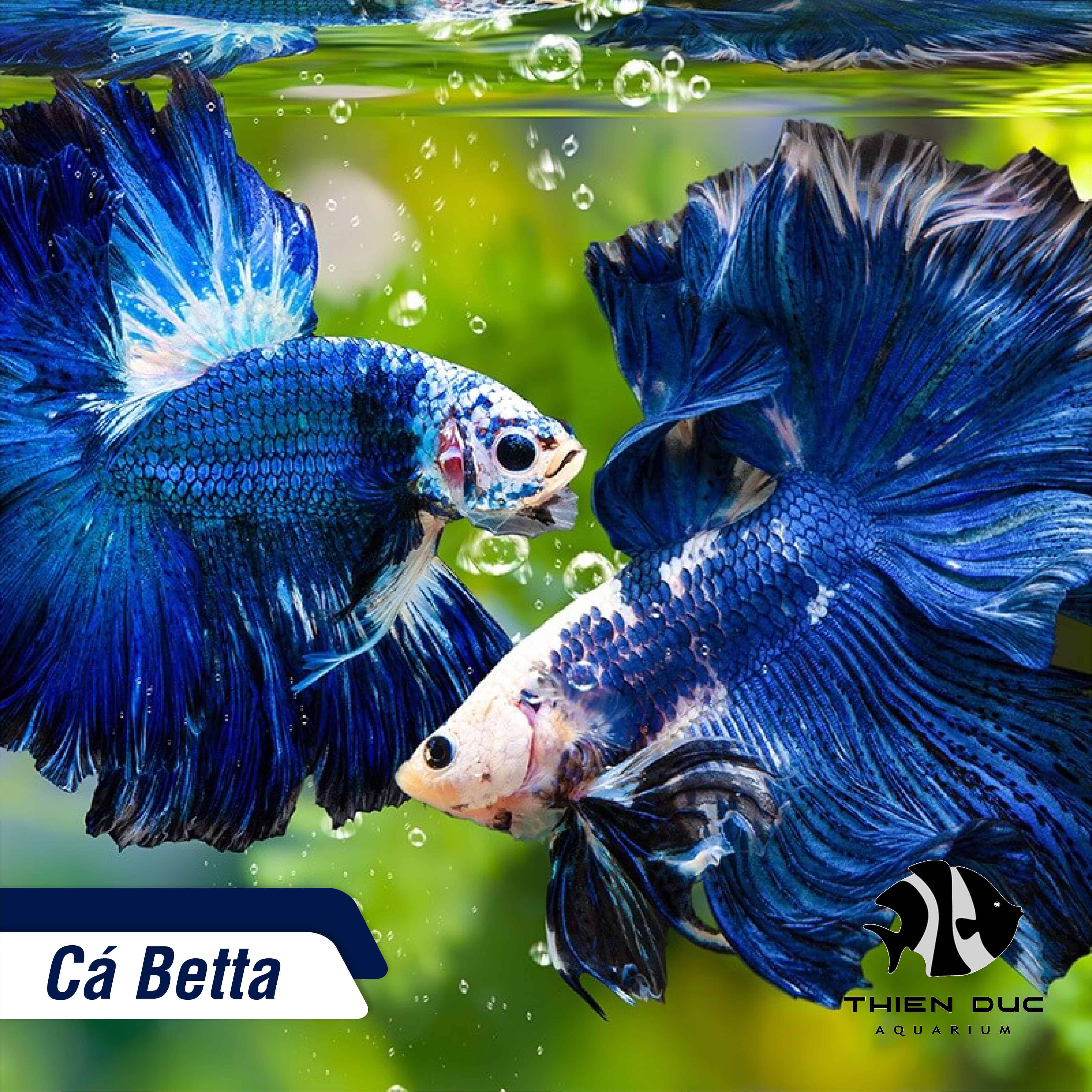 Khám Phá Thế Giới Cá Cảnh Betta - Hướng Dẫn Chọn, Chăm Sóc và Trang Trí Hồ Cá Beta