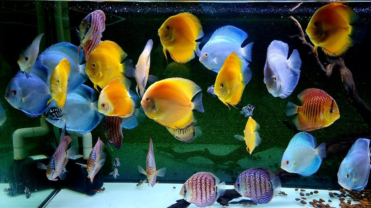 Khám Phá Vẻ Đẹp Độc Đáo của Cá Dĩa Trong Bể Cá Cảnh