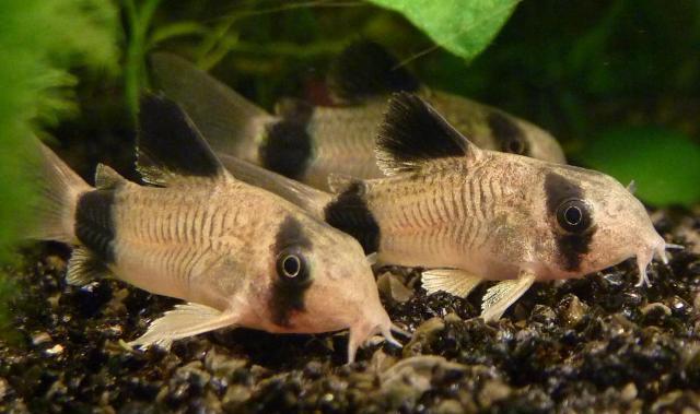 Khám phá vẻ đẹp độc đáo của các loại cá Chuột phổ biến trong bể cá cảnh