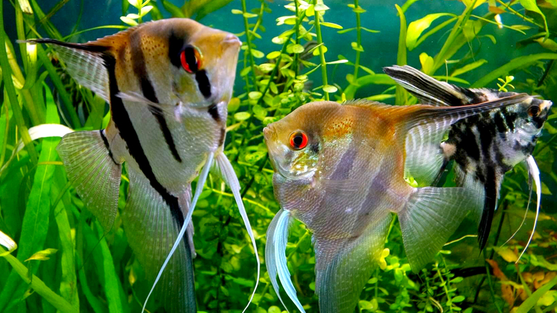 Khám phá vẻ đẹp thần tiên của cá Ông Tiên trong bể cá cảnh